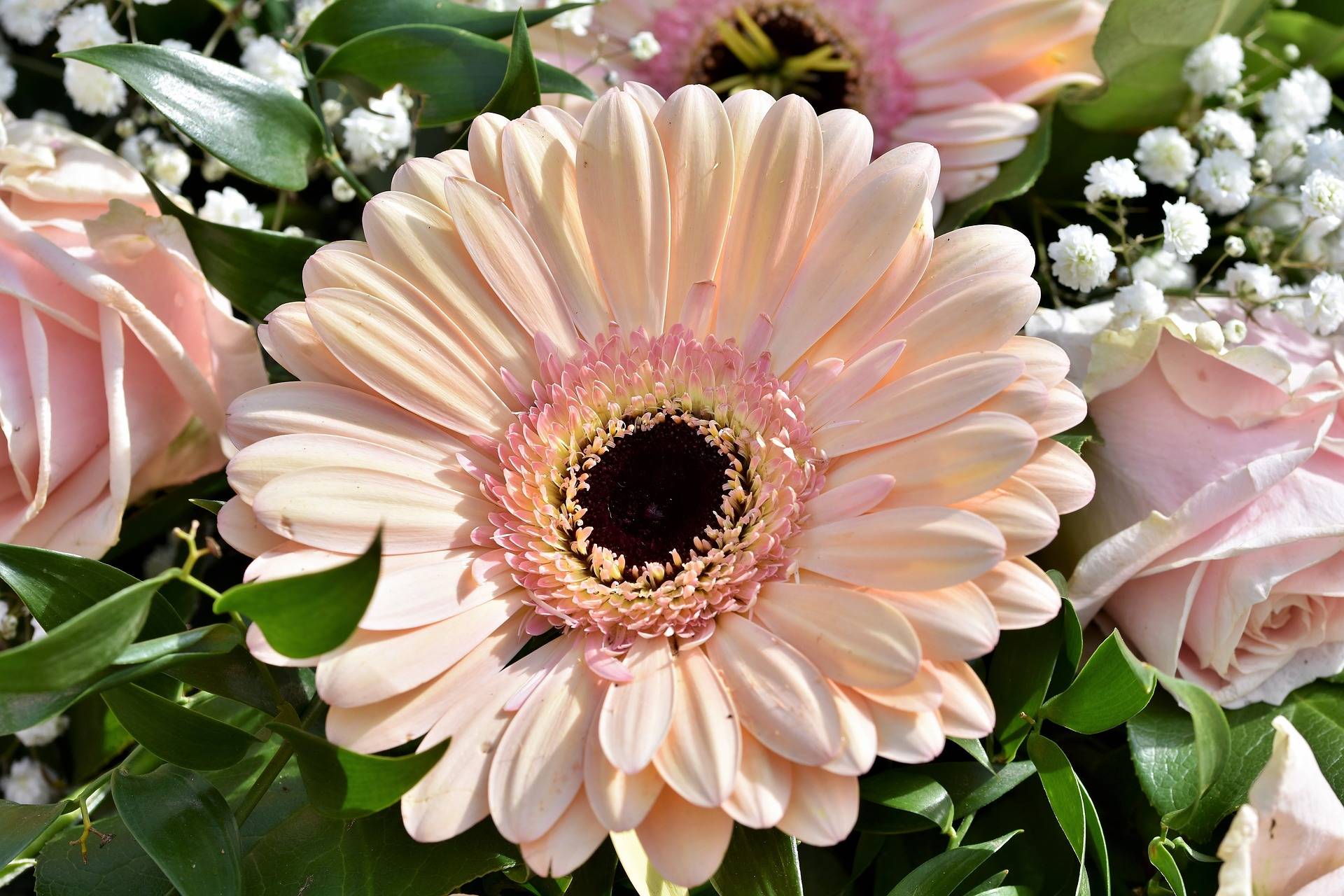 gerbera pink flower