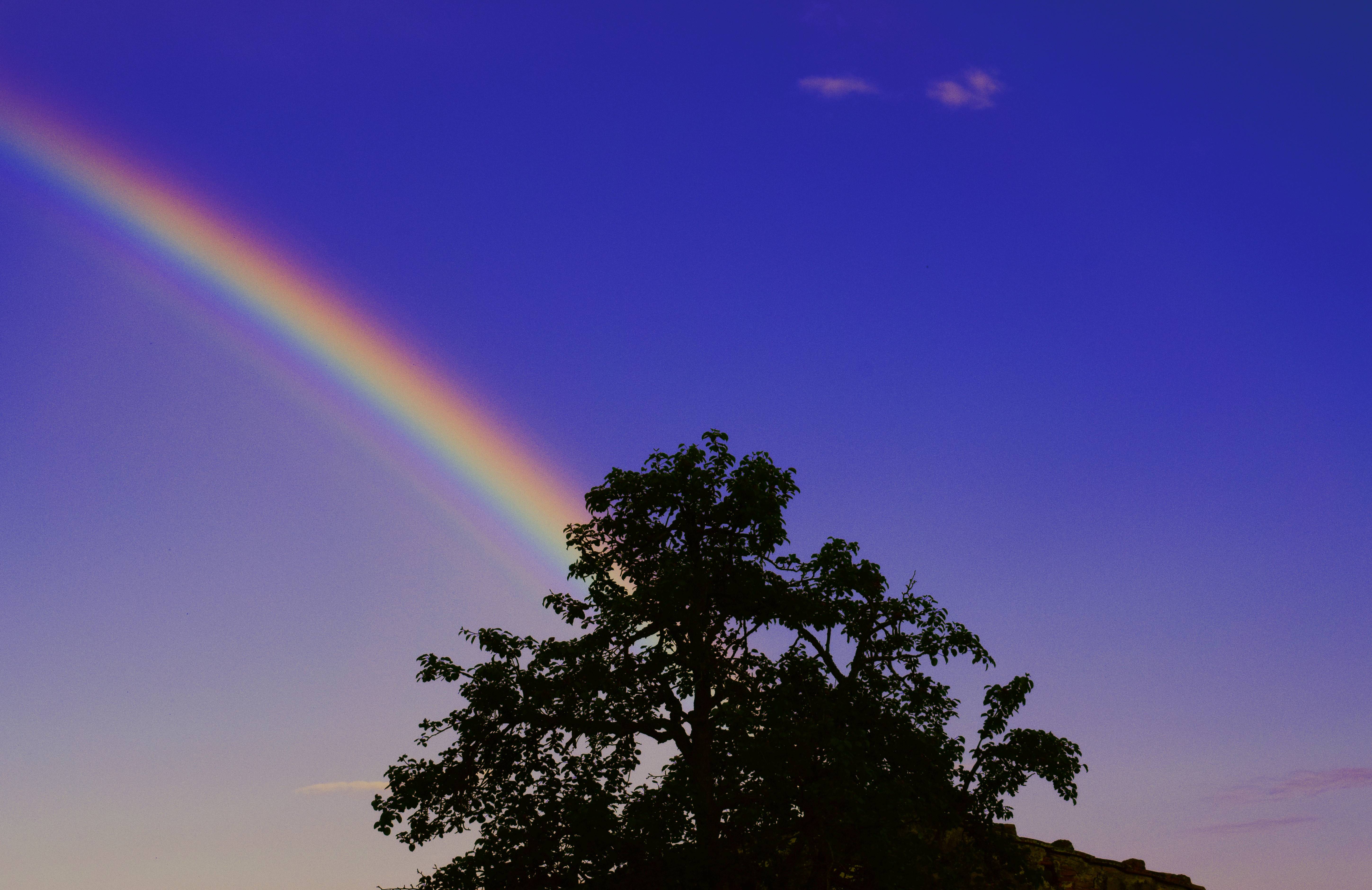 Rainbow and a tree