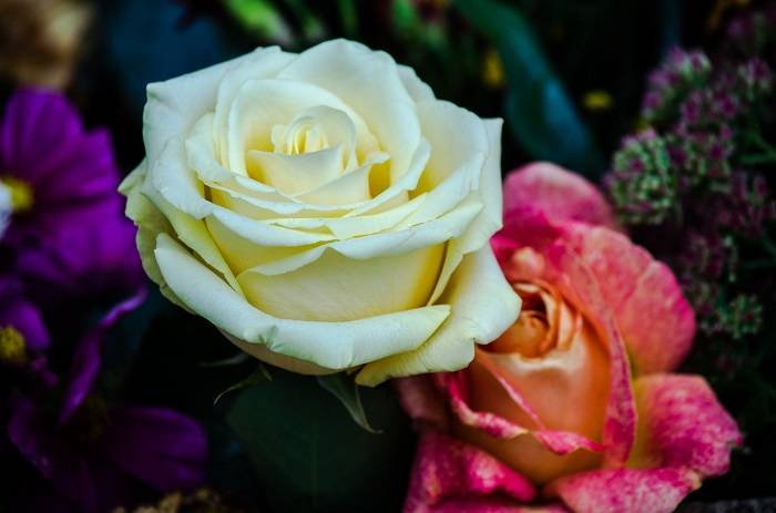 White rose in bouquet