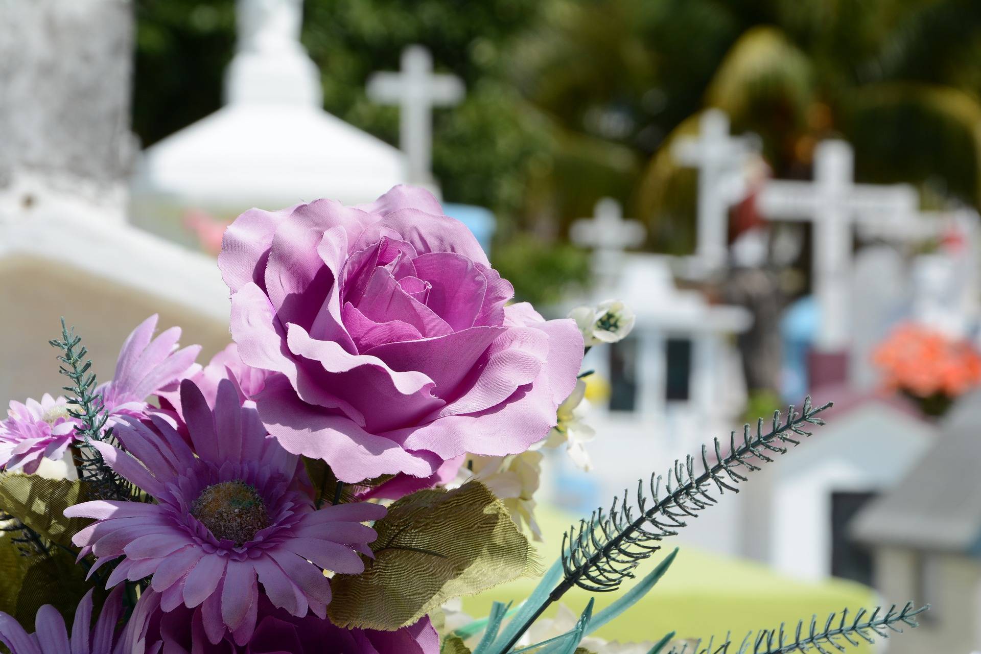 two purple flowers on a grave