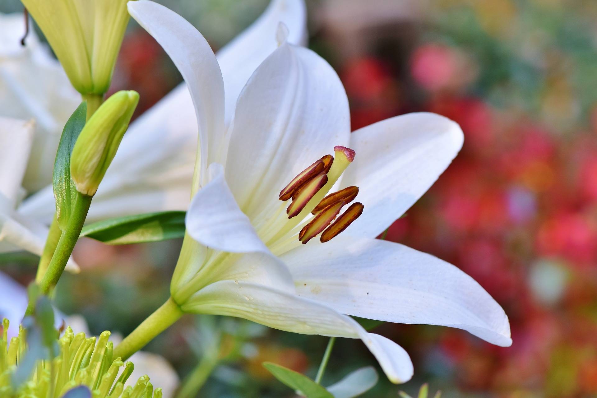 white lily flower