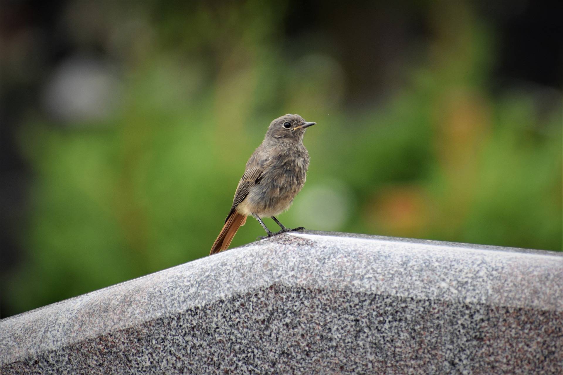 Bird perched on a gravestone