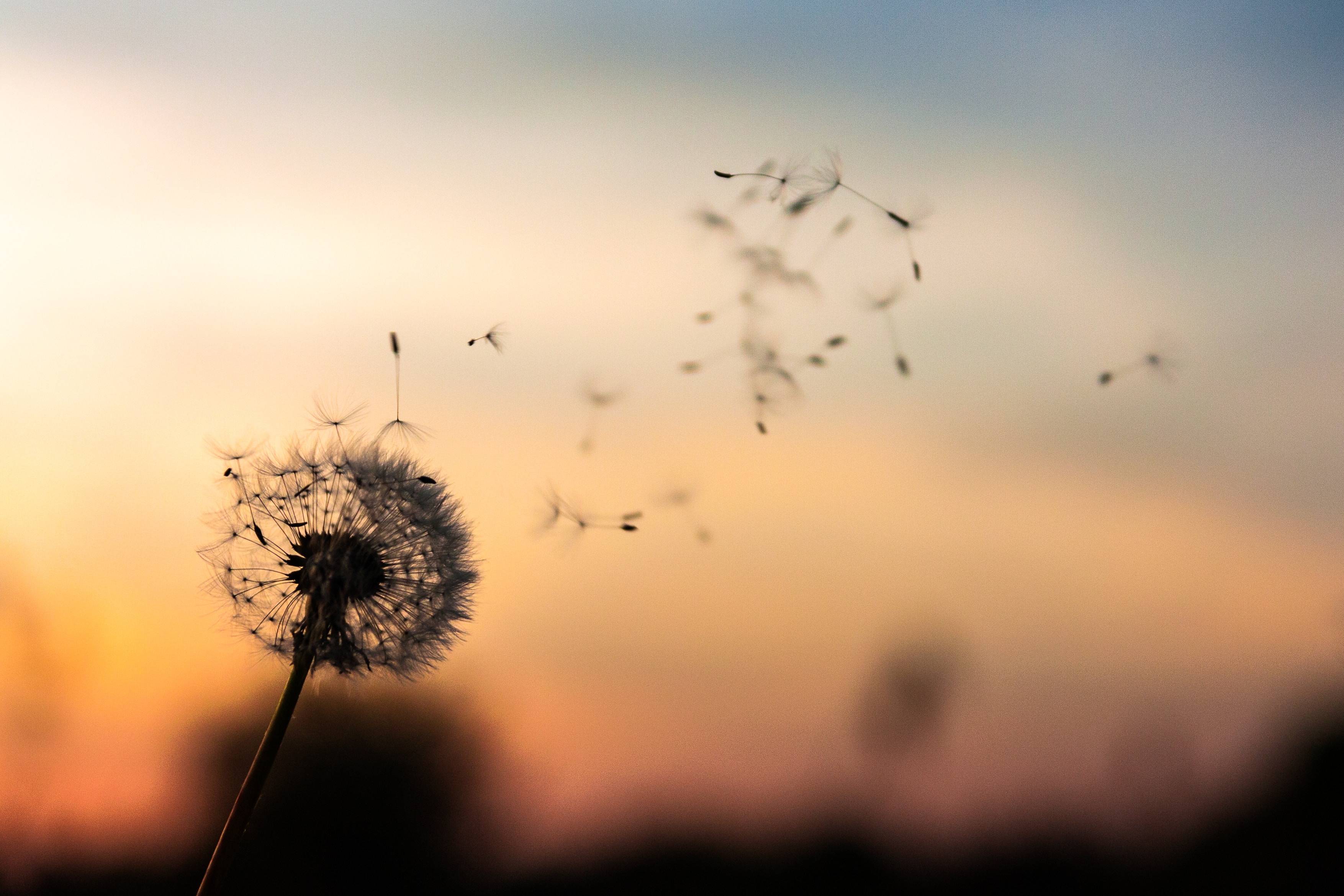 Dandilion