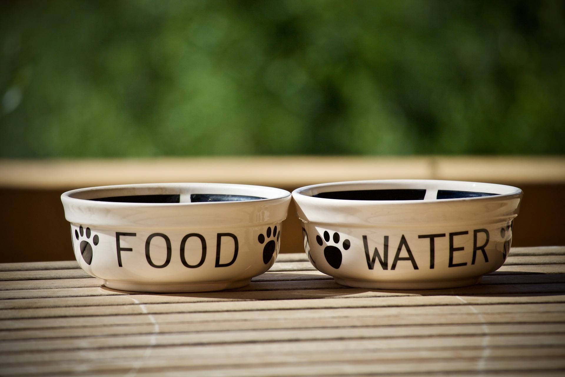 Food and water dog bowls