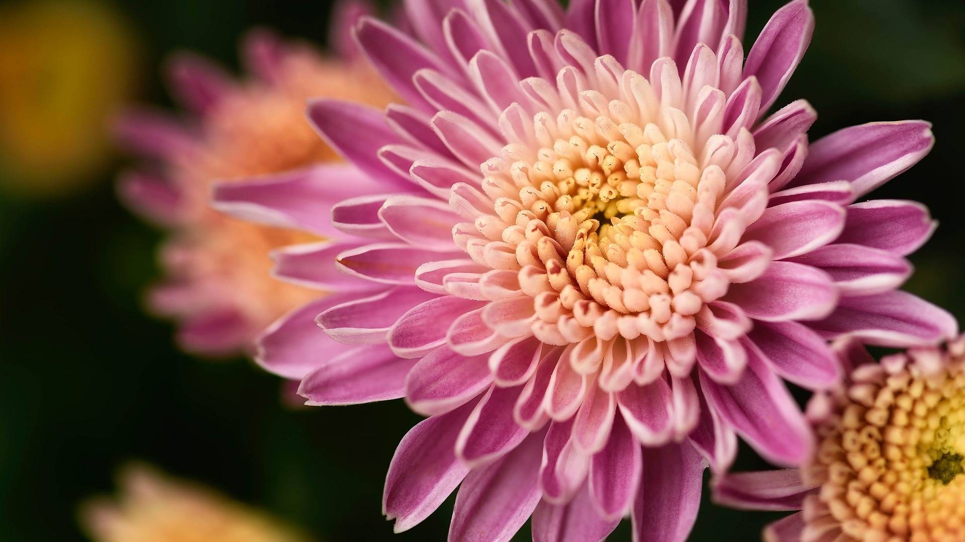 Chrysanthemums pink flower