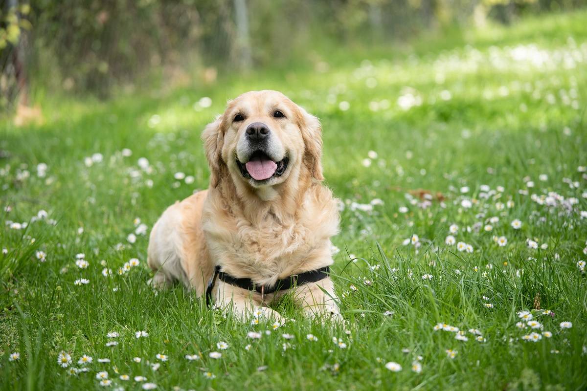 Golden Retriever in grass