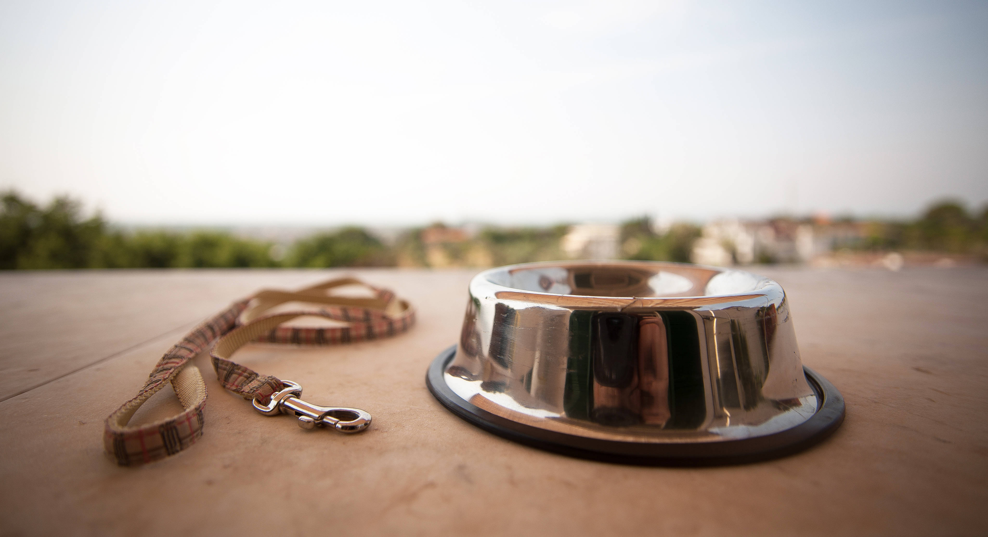 dog lead and dog bowl