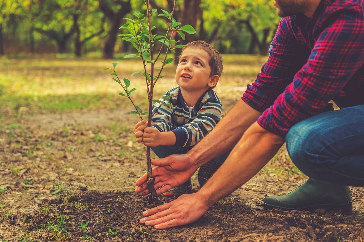 Planting a tree