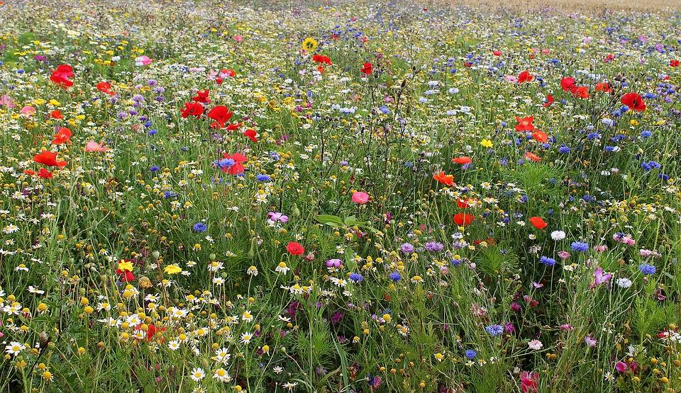 Wild flower meadow