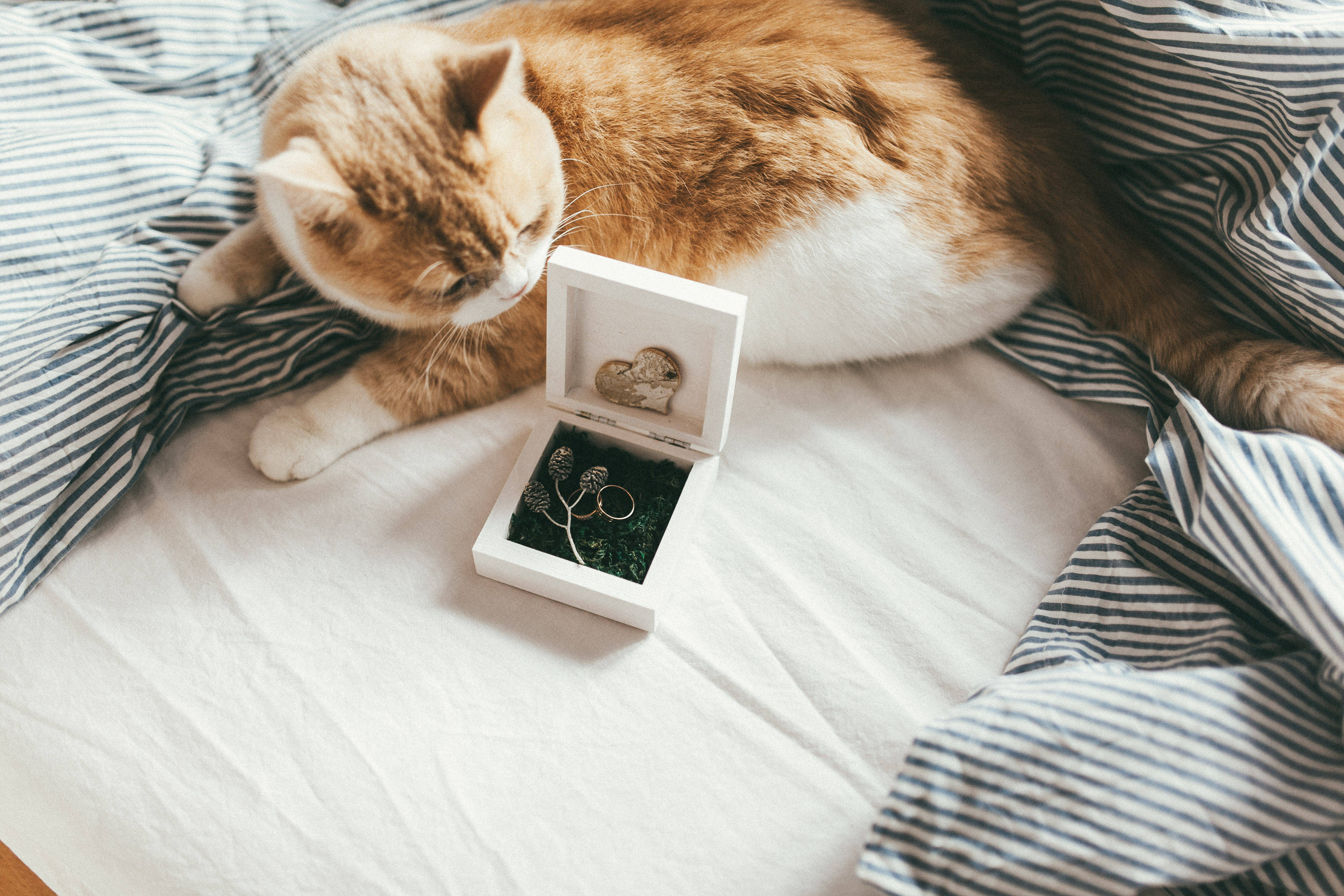 Cat laying next to a jewellery box