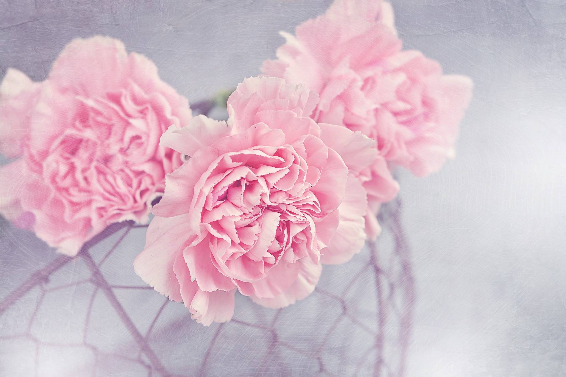 three pink carnation flowers