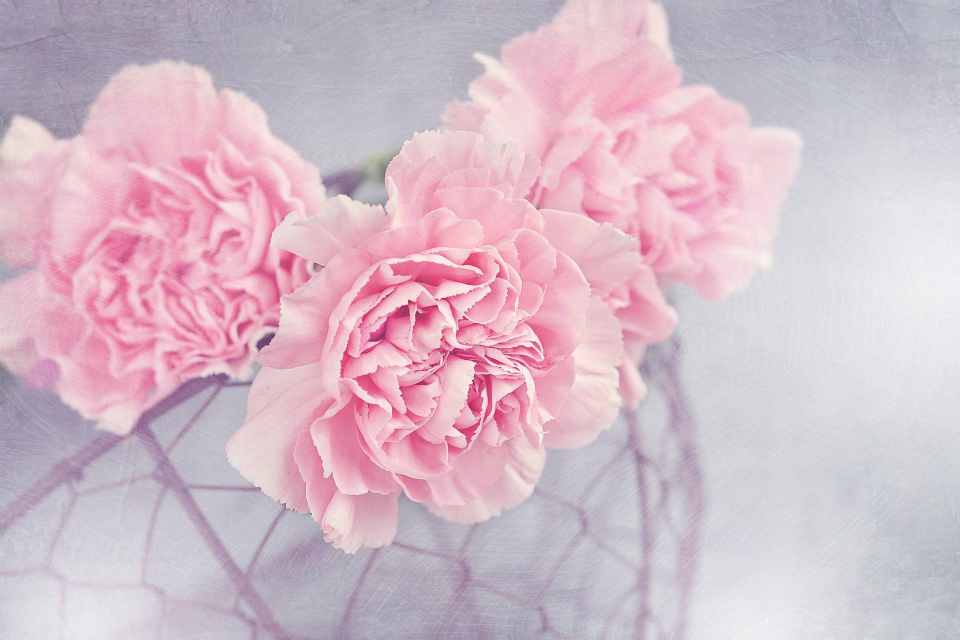 three pink carnation flowers