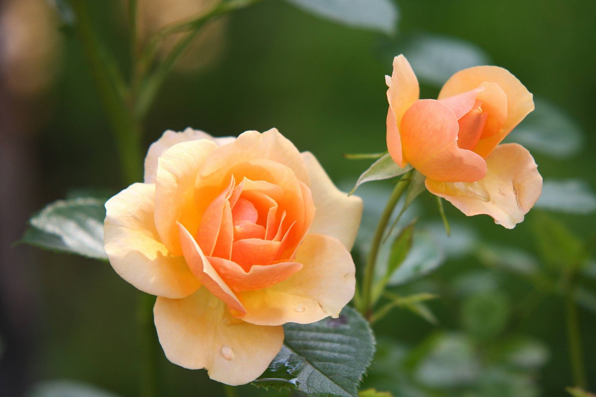 two orange roses