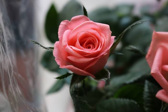 Pink rose
