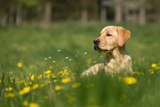 Golden Labrador in meadow