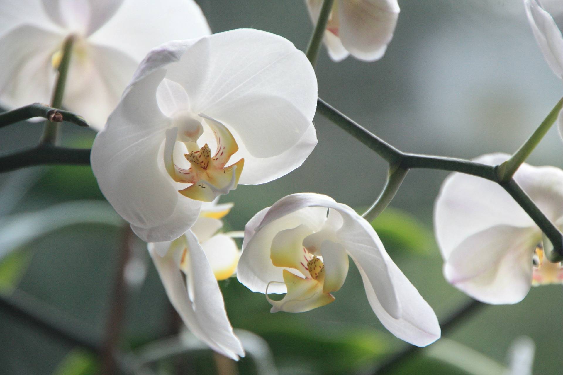 white orchid flower