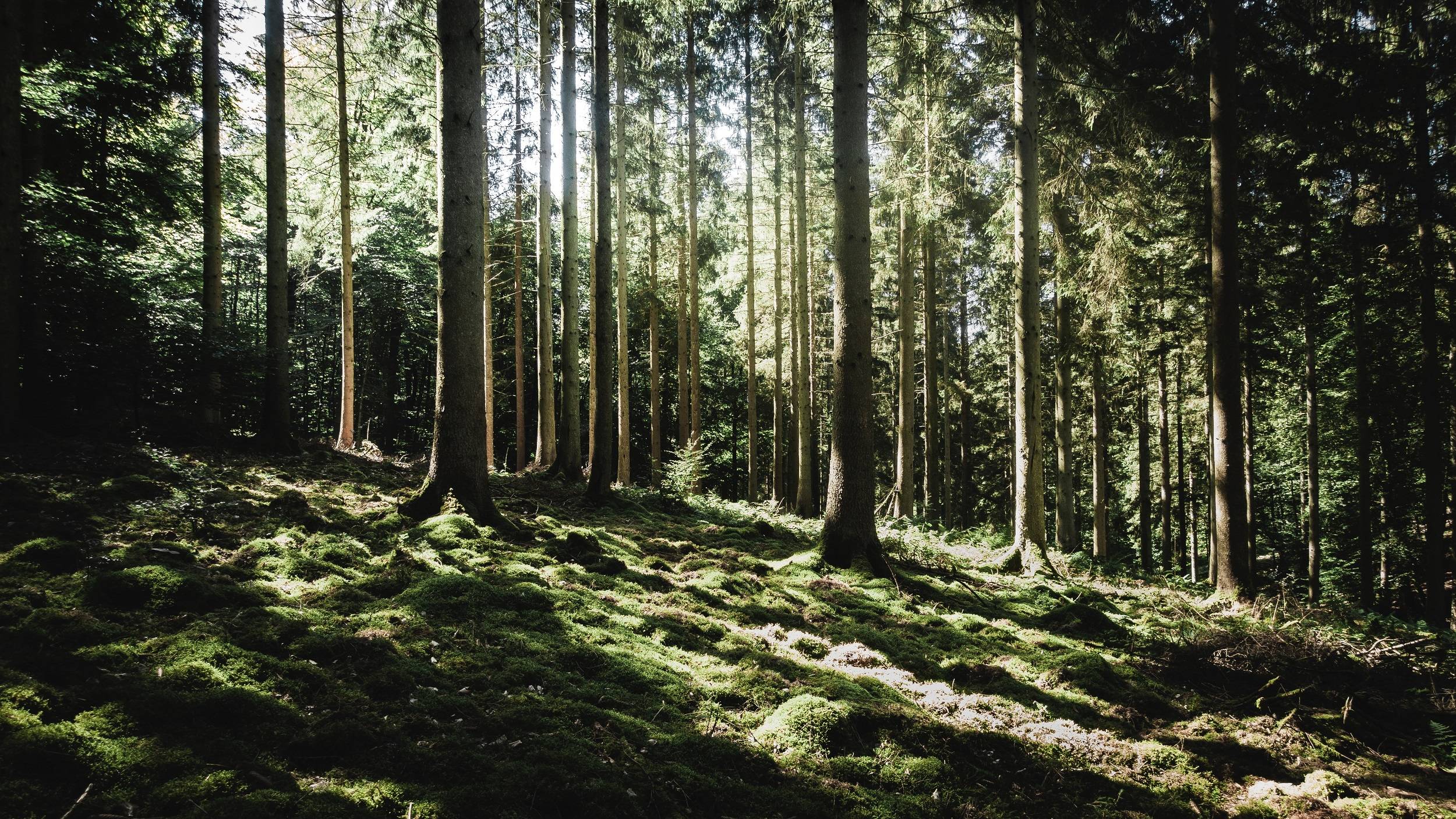 Light in woodland