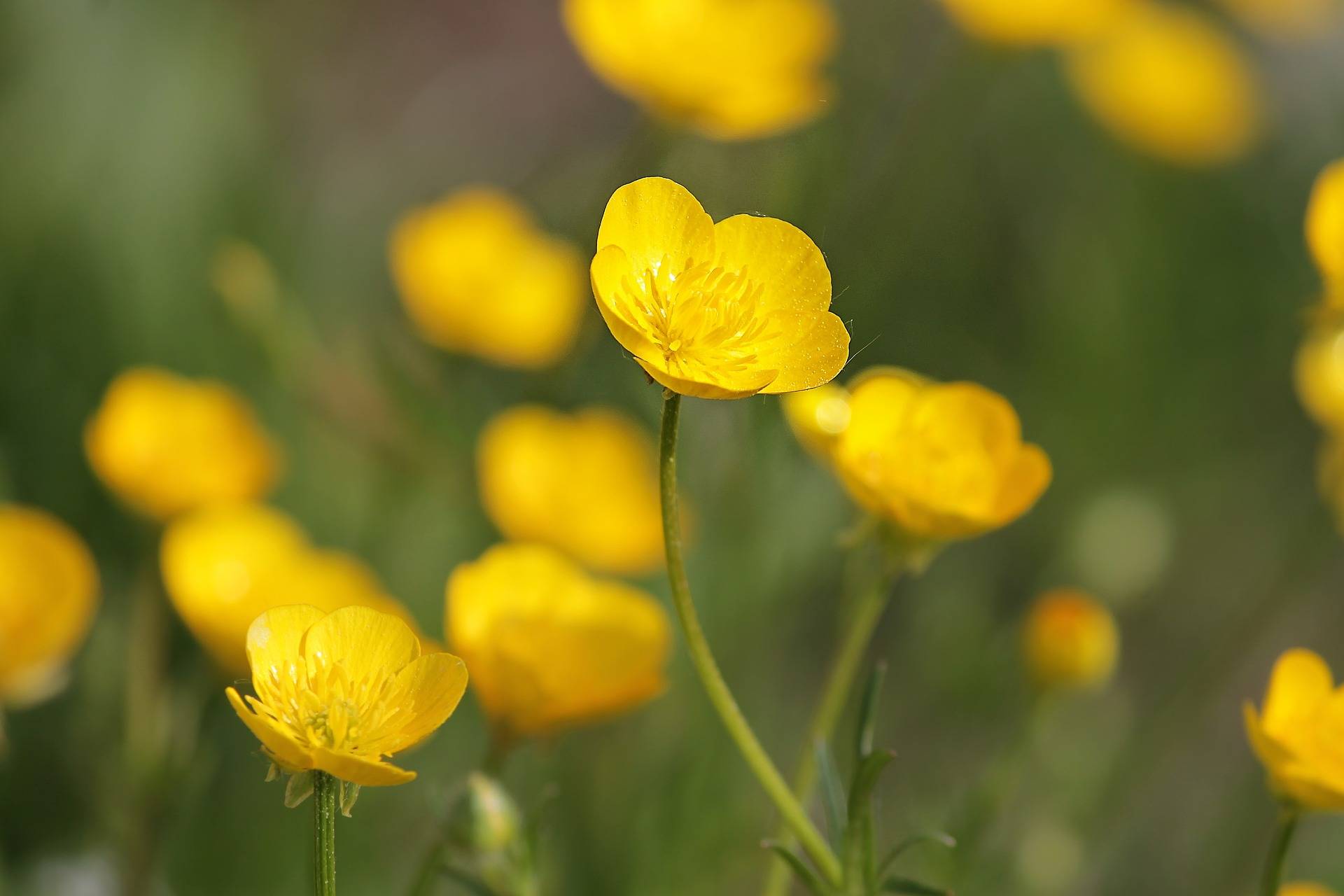 Buttercups