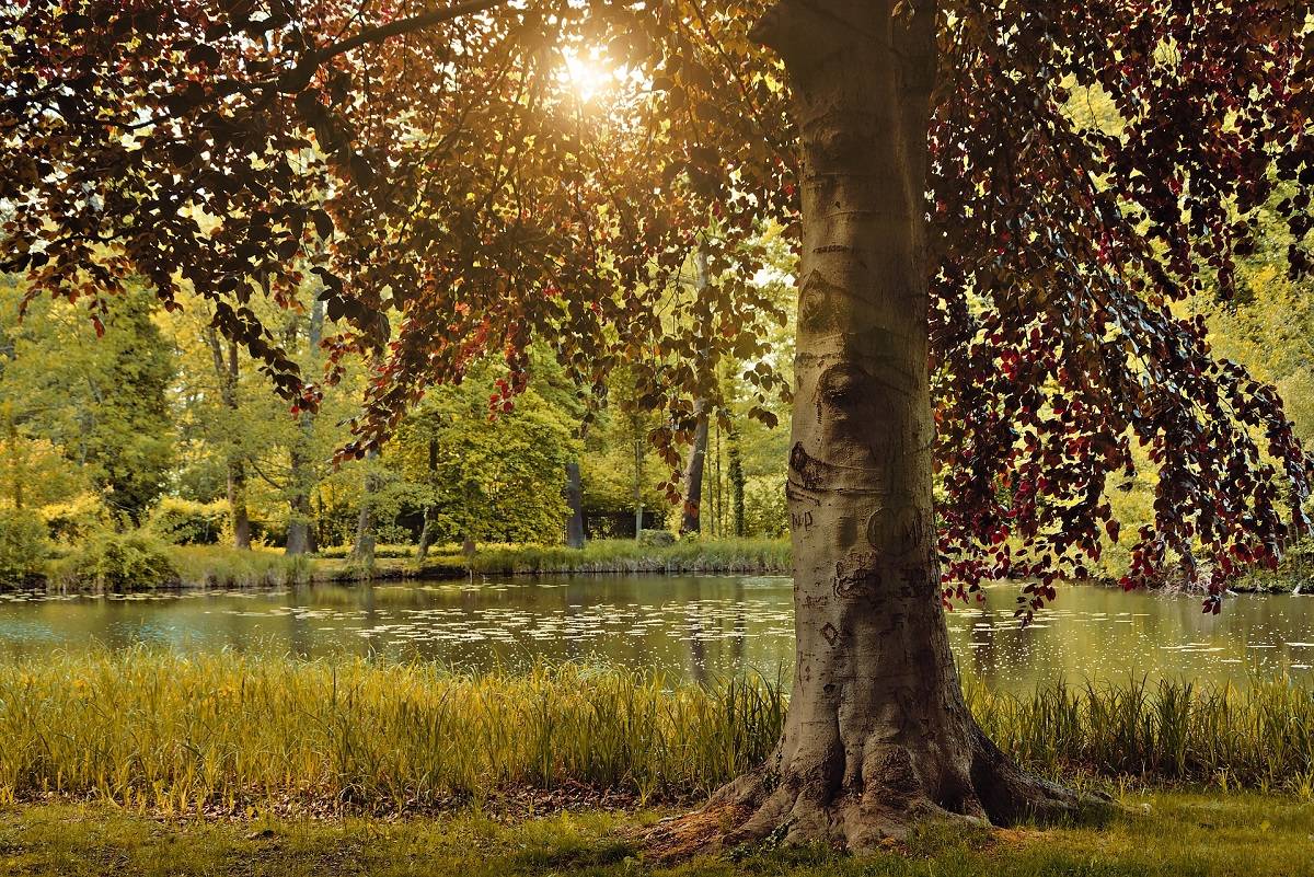 Memorial tree