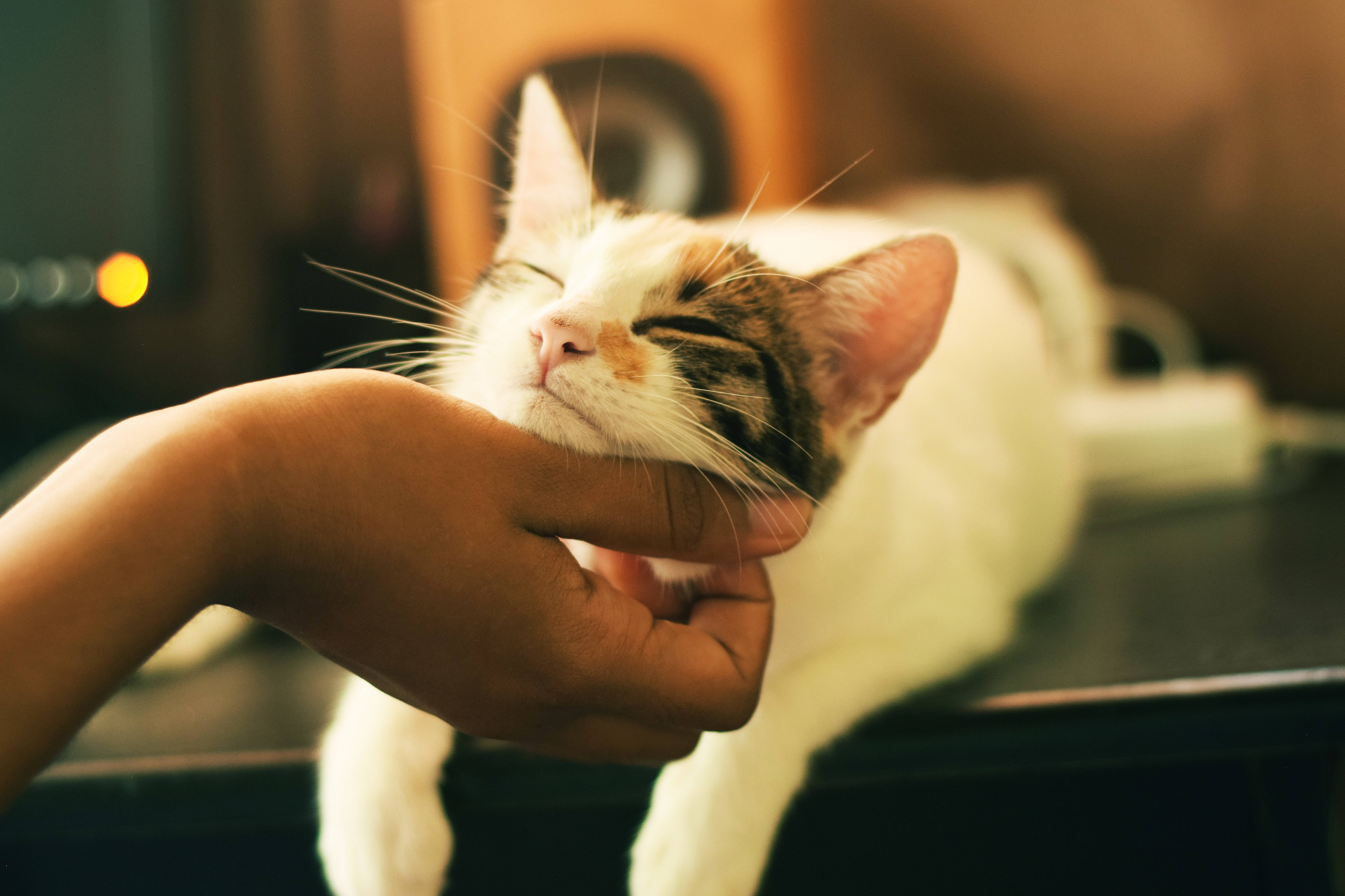 Cat being petted