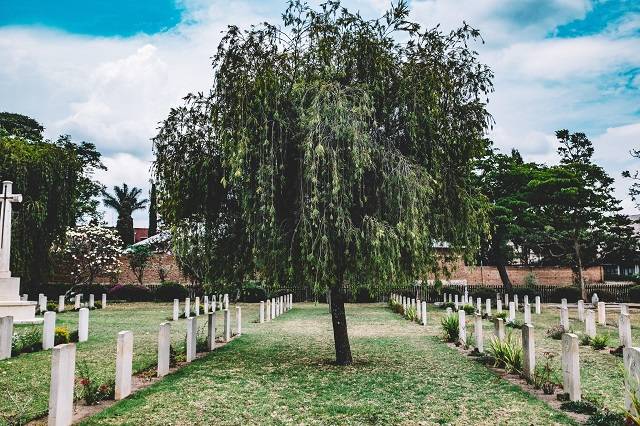 Tree in middle of cemetery