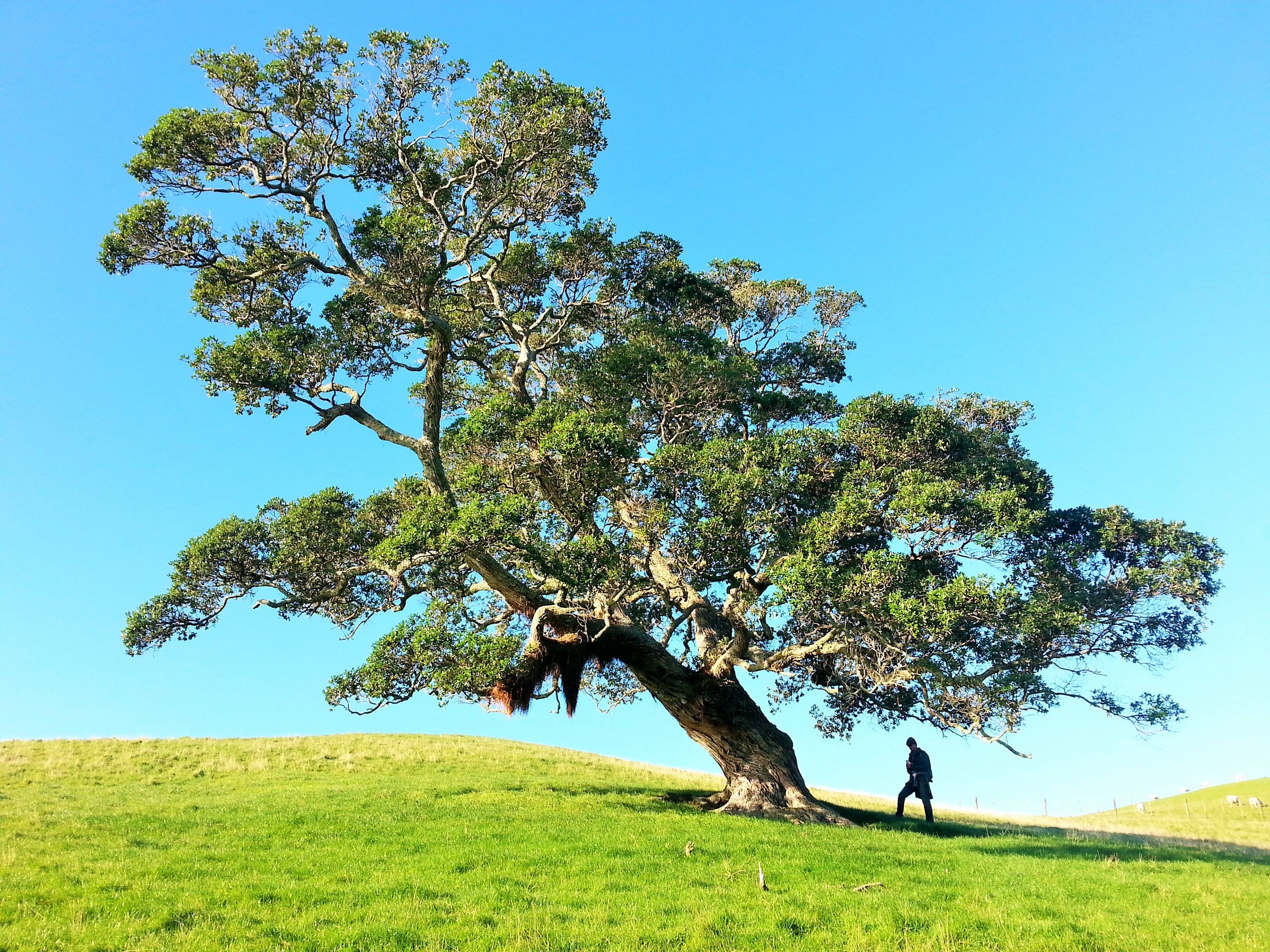 Visiting memorial tree