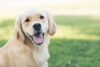 Golden Retriever Dog